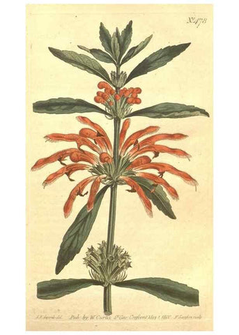 Reproducción/Reproduction 34324178514: The Botanical magazine, or, Flower-garden displayed ... /. [S.l. :s.n.],1790-1800 ;