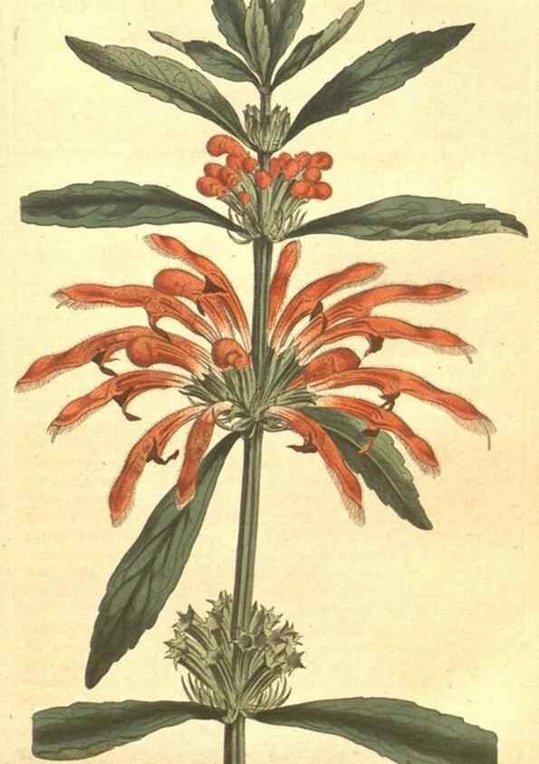Reproducción/Reproduction 34324178514: The Botanical magazine, or, Flower-garden displayed ... /. [S.l. :s.n.],1790-1800 ;