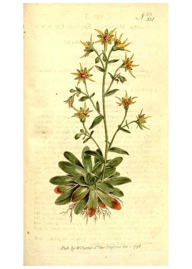 Reproducción/Reproduction 34323553644: The Botanical magazine, or, Flower-garden displayed ... /. [S.l. :s.n.],1790-1800 ;