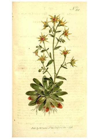 Reproducción/Reproduction 34323553644: The Botanical magazine, or, Flower-garden displayed ... /. [S.l. :s.n.],1790-1800 ;