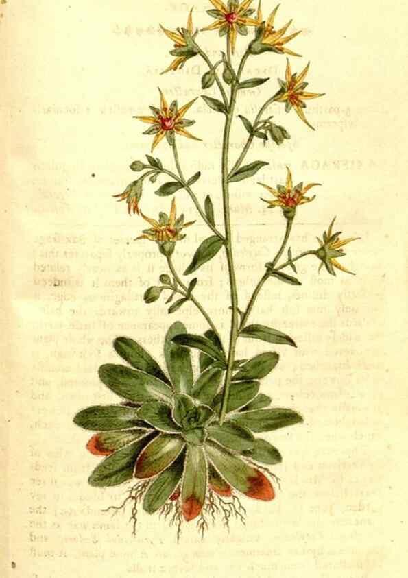 Reproducción/Reproduction 34323553644: The Botanical magazine, or, Flower-garden displayed ... /. [S.l. :s.n.],1790-1800 ;
