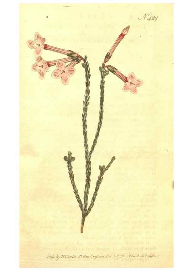 Reproducción/Reproduction 34359321263: The Botanical magazine, or, Flower-garden displayed ... /. [S.l. :s.n.],1790-1800 ;