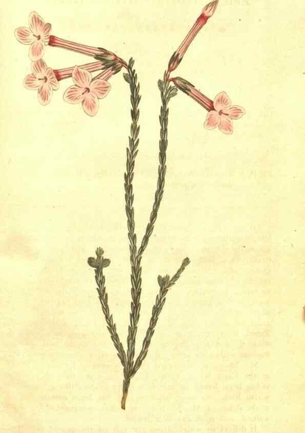Reproducción/Reproduction 34359321263: The Botanical magazine, or, Flower-garden displayed ... /. [S.l. :s.n.],1790-1800 ;