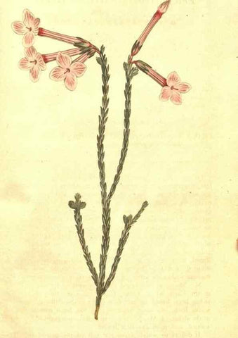 Reproducción/Reproduction 34359321263: The Botanical magazine, or, Flower-garden displayed ... /. [S.l. :s.n.],1790-1800 ;