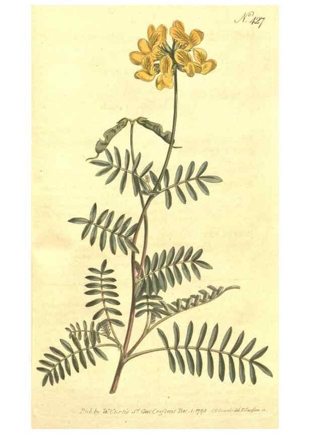 Reproducción/Reproduction 34359314833: The Botanical magazine, or, Flower-garden displayed ... /. [S.l. :s.n.],1790-1800 ;