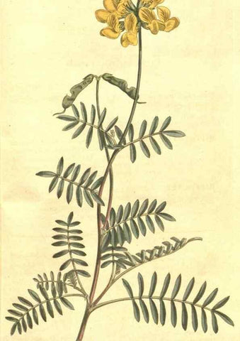 Reproducción/Reproduction 34359314833: The Botanical magazine, or, Flower-garden displayed ... /. [S.l. :s.n.],1790-1800 ;