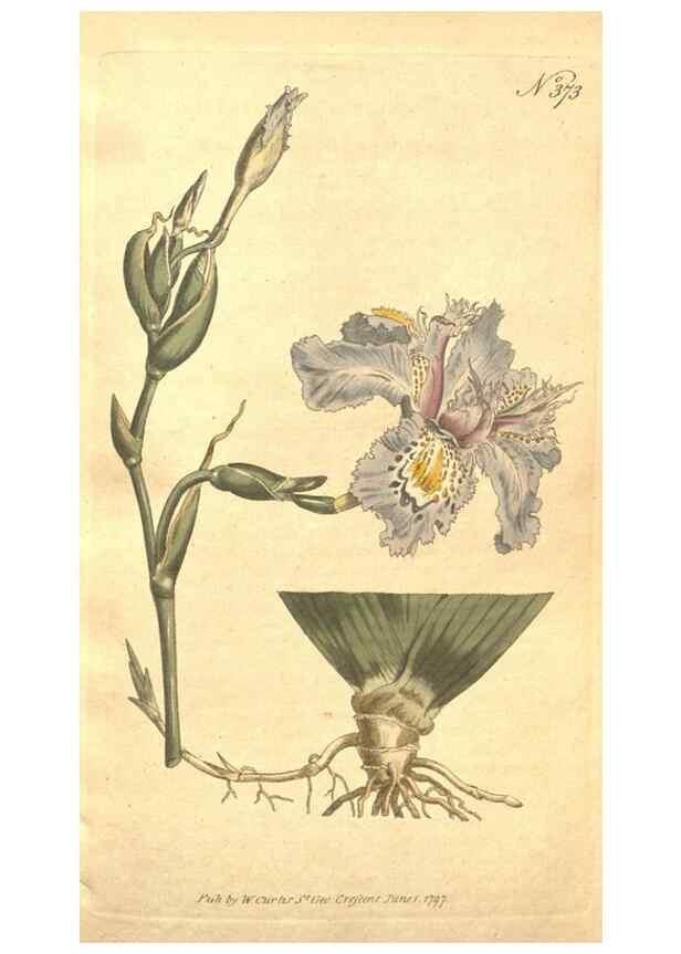 Reproducción/Reproduction 35038151601: The Botanical magazine, or, Flower-garden displayed ... /. [S.l. :s.n.],1790-1800 ;