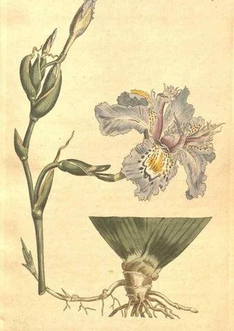 Reproducción/Reproduction 35038151601: The Botanical magazine, or, Flower-garden displayed ... /. [S.l. :s.n.],1790-1800 ;