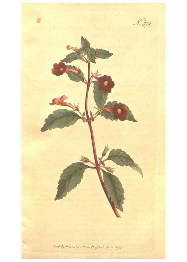 Reproducción/Reproduction 35038153681: The Botanical magazine, or, Flower-garden displayed ... /. [S.l. :s.n.],1790-1800 ;