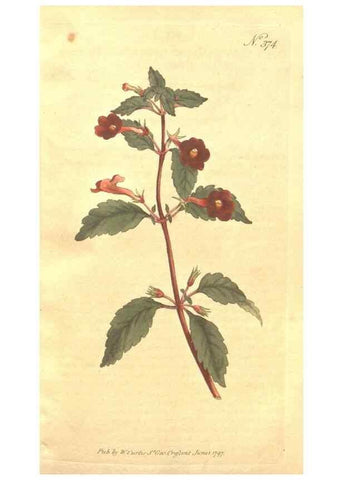 Reproducción/Reproduction 35038153681: The Botanical magazine, or, Flower-garden displayed ... /. [S.l. :s.n.],1790-1800 ;