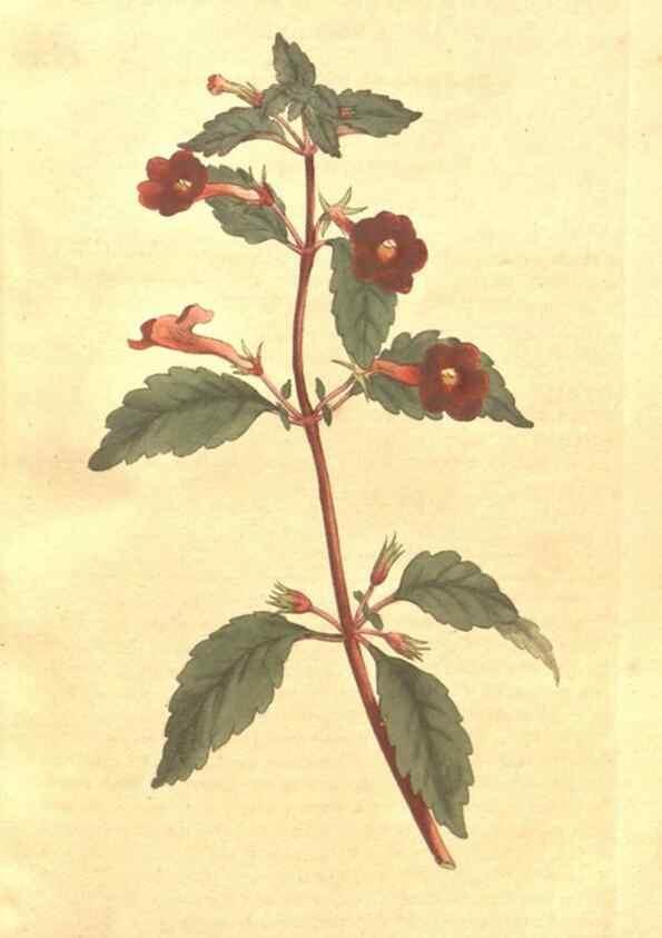 Reproducción/Reproduction 35038153681: The Botanical magazine, or, Flower-garden displayed ... /. [S.l. :s.n.],1790-1800 ;