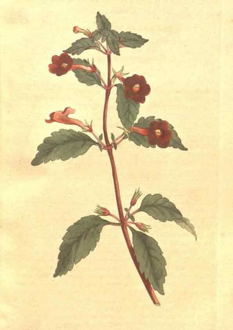 Reproducción/Reproduction 35038153681: The Botanical magazine, or, Flower-garden displayed ... /. [S.l. :s.n.],1790-1800 ;