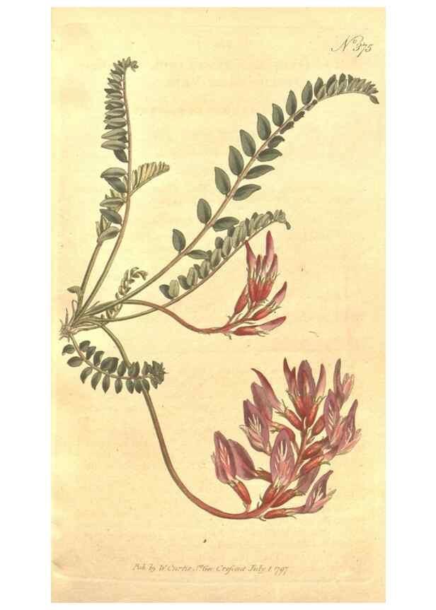 Reproducción/Reproduction 35038155951: The Botanical magazine, or, Flower-garden displayed ... /. [S.l. :s.n.],1790-1800 ;