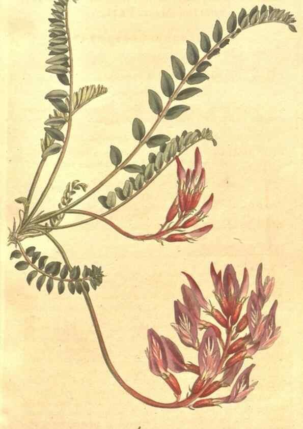 Reproducción/Reproduction 35038155951: The Botanical magazine, or, Flower-garden displayed ... /. [S.l. :s.n.],1790-1800 ;