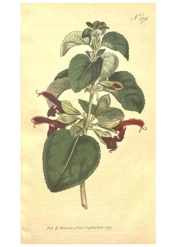 Reproducción/Reproduction 35038158411: The Botanical magazine, or, Flower-garden displayed ... /. [S.l. :s.n.],1790-1800 ;