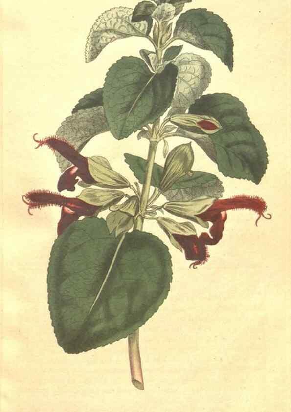 Reproducción/Reproduction 35038158411: The Botanical magazine, or, Flower-garden displayed ... /. [S.l. :s.n.],1790-1800 ;