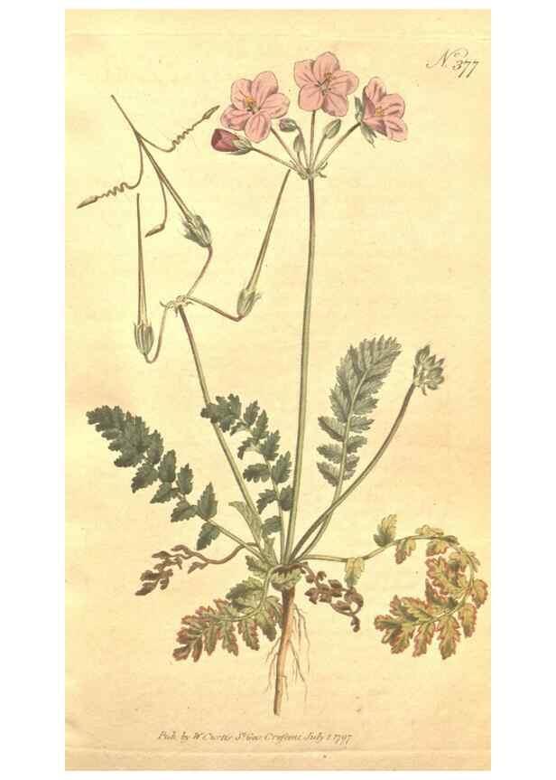 Reproducción/Reproduction 35038160651: The Botanical magazine, or, Flower-garden displayed ... /. [S.l. :s.n.],1790-1800 ;