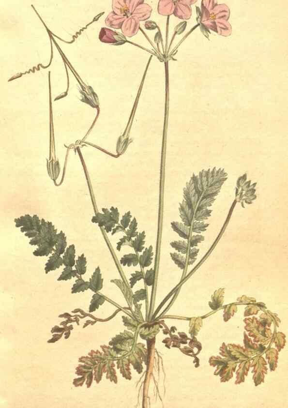 Reproducción/Reproduction 35038160651: The Botanical magazine, or, Flower-garden displayed ... /. [S.l. :s.n.],1790-1800 ;