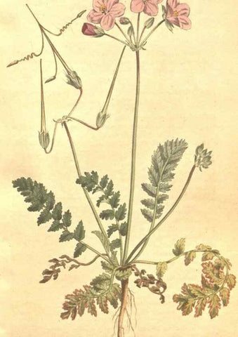Reproducción/Reproduction 35038160651: The Botanical magazine, or, Flower-garden displayed ... /. [S.l. :s.n.],1790-1800 ;