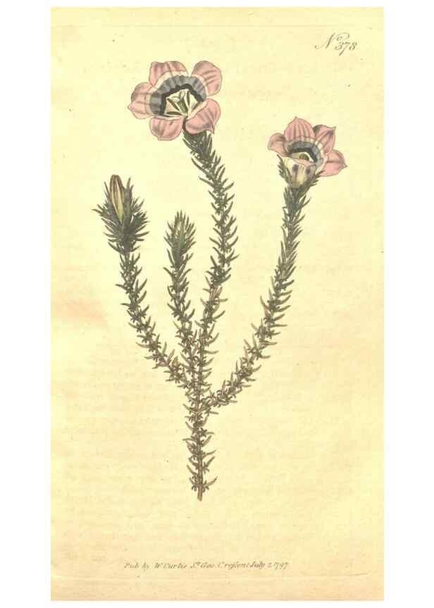 Reproducción/Reproduction 35038162591: The Botanical magazine, or, Flower-garden displayed ... /. [S.l. :s.n.],1790-1800 ;