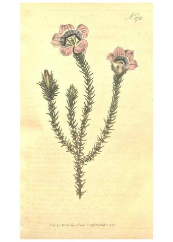 Reproducción/Reproduction 35038162591: The Botanical magazine, or, Flower-garden displayed ... /. [S.l. :s.n.],1790-1800 ;
