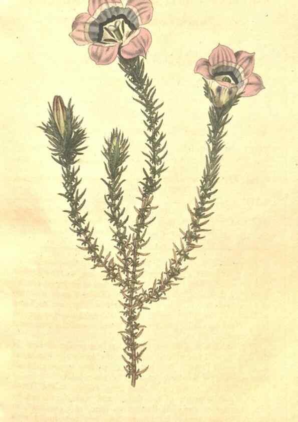 Reproducción/Reproduction 35038162591: The Botanical magazine, or, Flower-garden displayed ... /. [S.l. :s.n.],1790-1800 ;