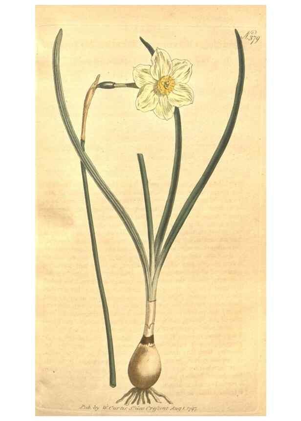 Reproducción/Reproduction 35038165041: The Botanical magazine, or, Flower-garden displayed ... /. [S.l. :s.n.],1790-1800 ;