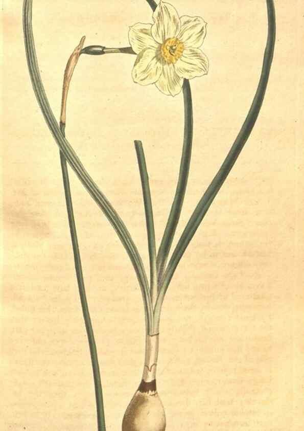 Reproducción/Reproduction 35038165041: The Botanical magazine, or, Flower-garden displayed ... /. [S.l. :s.n.],1790-1800 ;