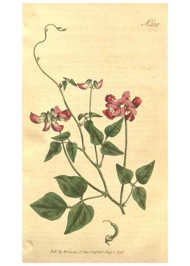 Reproducción/Reproduction 35128958656: The Botanical magazine, or, Flower-garden displayed ... /. [S.l. :s.n.],1790-1800 ;
