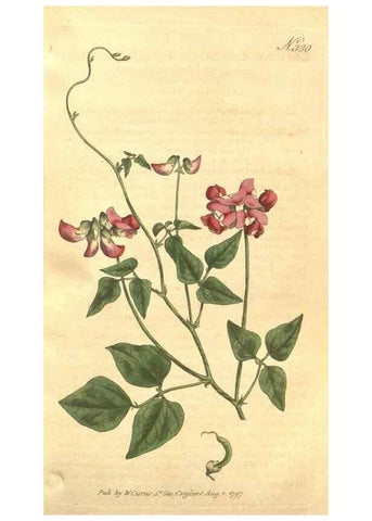 Reproducción/Reproduction 35128958656: The Botanical magazine, or, Flower-garden displayed ... /. [S.l. :s.n.],1790-1800 ;