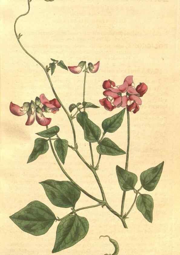 Reproducción/Reproduction 35128958656: The Botanical magazine, or, Flower-garden displayed ... /. [S.l. :s.n.],1790-1800 ;