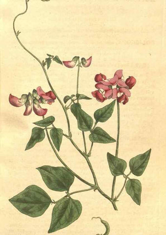 Reproducción/Reproduction 35128958656: The Botanical magazine, or, Flower-garden displayed ... /. [S.l. :s.n.],1790-1800 ;