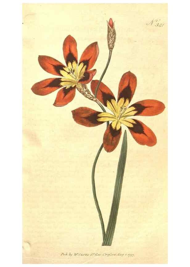 Reproducción/Reproduction 35128961366: The Botanical magazine, or, Flower-garden displayed ... /. [S.l. :s.n.],1790-1800 ;