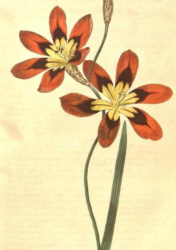 Reproducción/Reproduction 35128961366: The Botanical magazine, or, Flower-garden displayed ... /. [S.l. :s.n.],1790-1800 ;