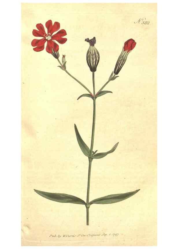 Reproducción/Reproduction 35168916305: The Botanical magazine, or, Flower-garden displayed ... /. [S.l. :s.n.],1790-1800 ;