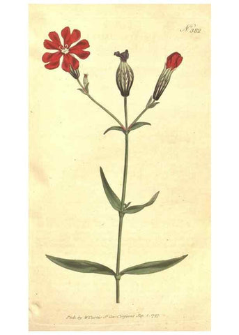 Reproducción/Reproduction 35168916305: The Botanical magazine, or, Flower-garden displayed ... /. [S.l. :s.n.],1790-1800 ;