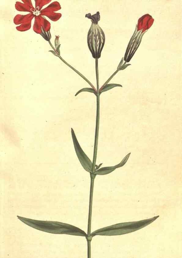Reproducción/Reproduction 35168916305: The Botanical magazine, or, Flower-garden displayed ... /. [S.l. :s.n.],1790-1800 ;