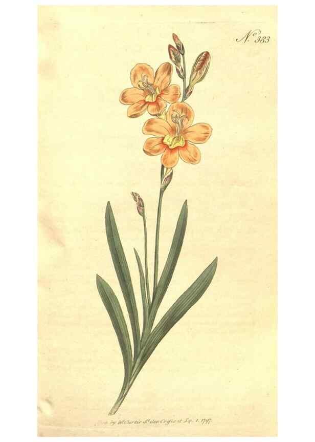 Reproducción/Reproduction 35168918565: The Botanical magazine, or, Flower-garden displayed ... /. [S.l. :s.n.],1790-1800 ;