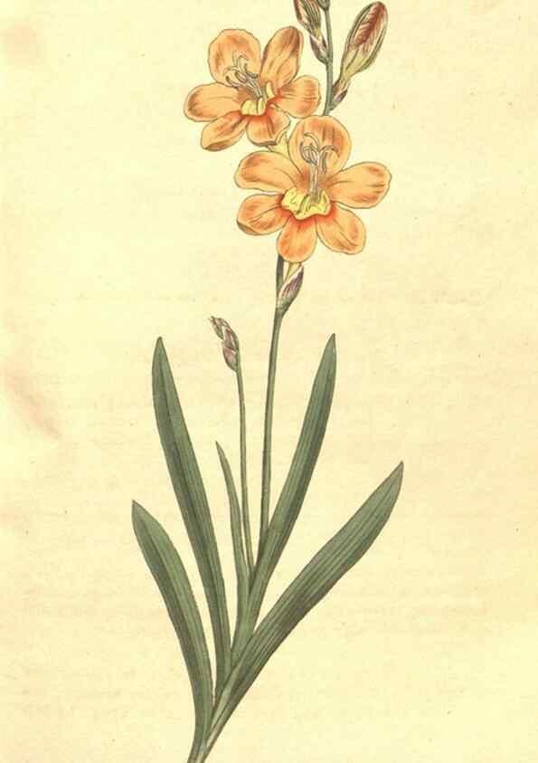 Reproducción/Reproduction 35168918565: The Botanical magazine, or, Flower-garden displayed ... /. [S.l. :s.n.],1790-1800 ;