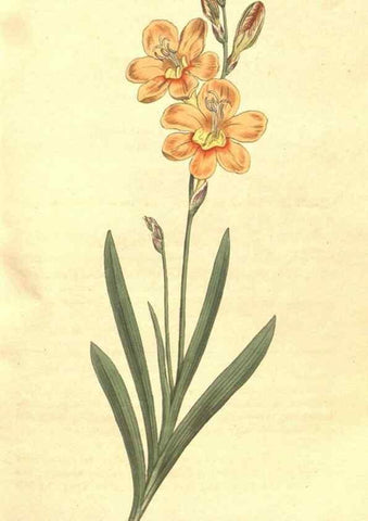 Reproducción/Reproduction 35168918565: The Botanical magazine, or, Flower-garden displayed ... /. [S.l. :s.n.],1790-1800 ;