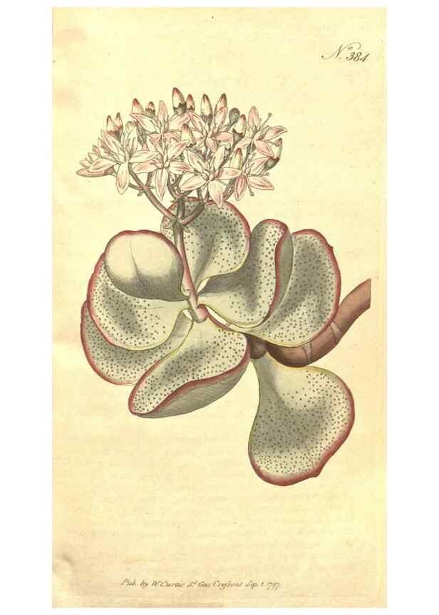 Reproducción/Reproduction 35168921135: The Botanical magazine, or, Flower-garden displayed ... /. [S.l. :s.n.],1790-1800 ;