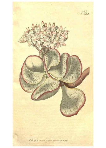 Reproducción/Reproduction 35168921135: The Botanical magazine, or, Flower-garden displayed ... /. [S.l. :s.n.],1790-1800 ;