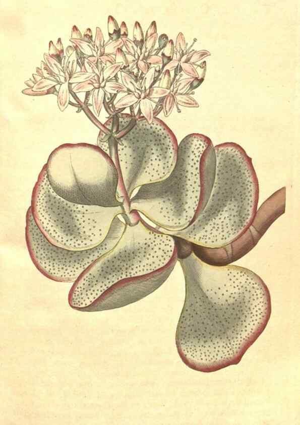 Reproducción/Reproduction 35168921135: The Botanical magazine, or, Flower-garden displayed ... /. [S.l. :s.n.],1790-1800 ;