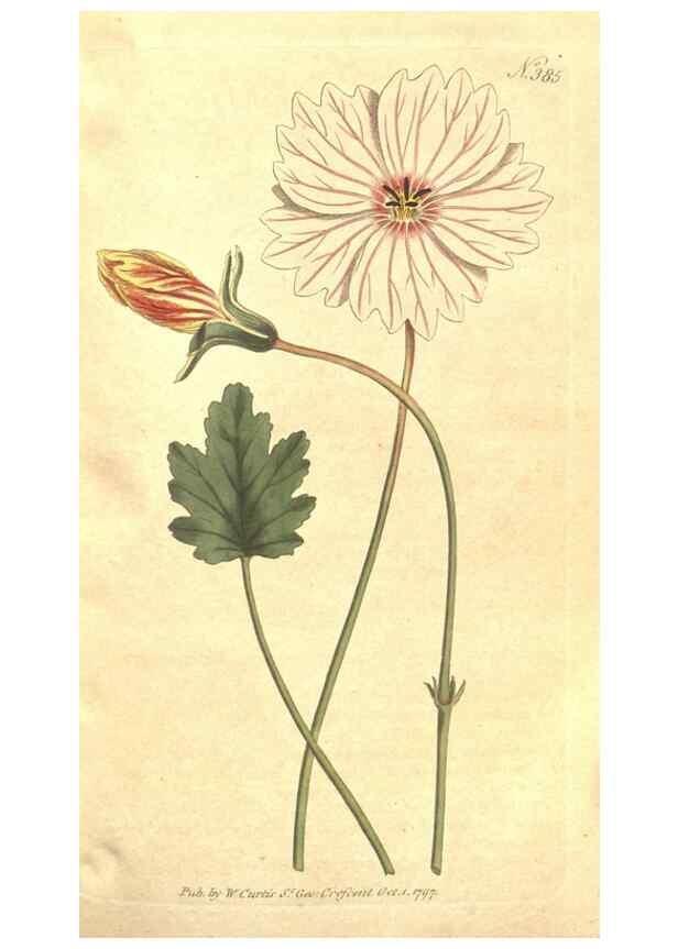 Reproducción/Reproduction 35168924025: The Botanical magazine, or, Flower-garden displayed ... /. [S.l. :s.n.],1790-1800 ;