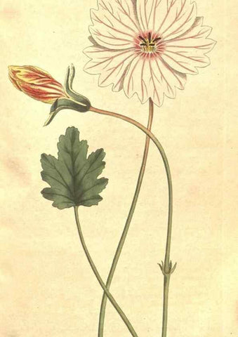Reproducción/Reproduction 35168924025: The Botanical magazine, or, Flower-garden displayed ... /. [S.l. :s.n.],1790-1800 ;