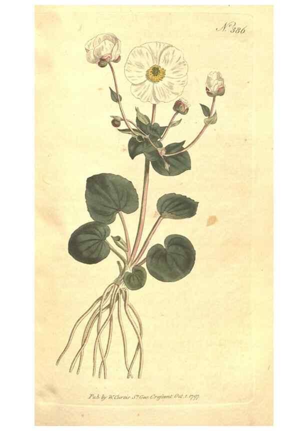 Reproducción/Reproduction 35168925645: The Botanical magazine, or, Flower-garden displayed ... /. [S.l. :s.n.],1790-1800 ;