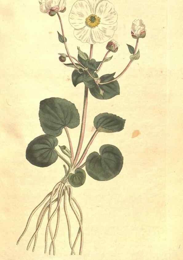 Reproducción/Reproduction 35168925645: The Botanical magazine, or, Flower-garden displayed ... /. [S.l. :s.n.],1790-1800 ;