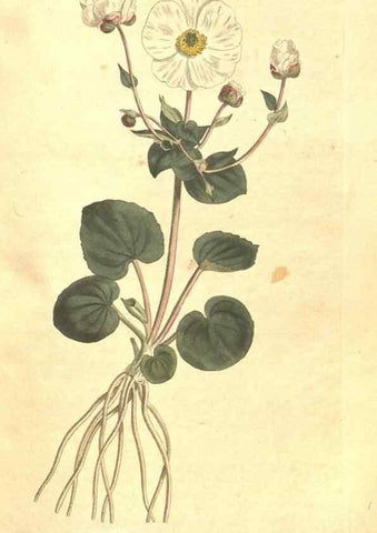 Reproducción/Reproduction 35168925645: The Botanical magazine, or, Flower-garden displayed ... /. [S.l. :s.n.],1790-1800 ;