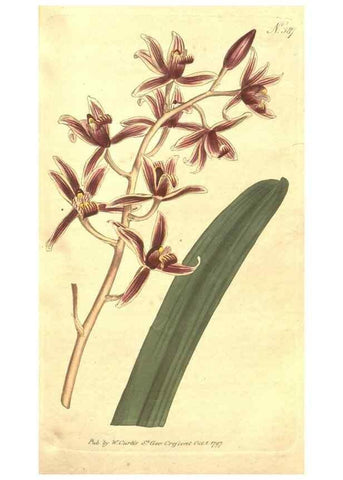 Reproducción/Reproduction 35168927425: The Botanical magazine, or, Flower-garden displayed ... /. [S.l. :s.n.],1790-1800 ;