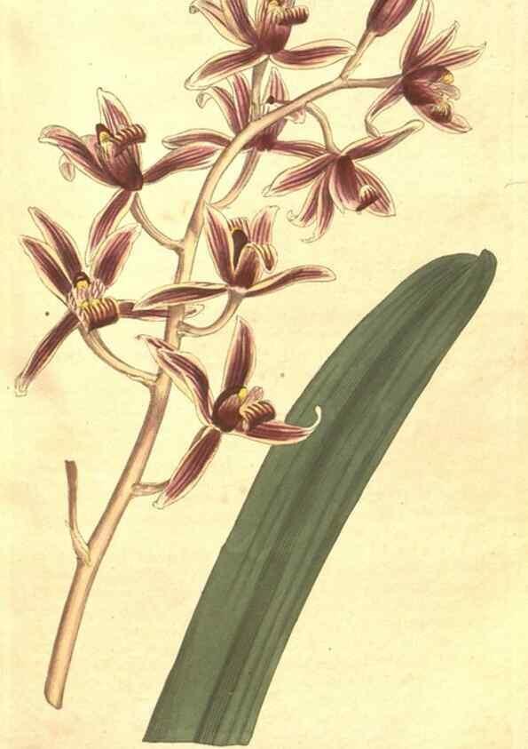 Reproducción/Reproduction 35168927425: The Botanical magazine, or, Flower-garden displayed ... /. [S.l. :s.n.],1790-1800 ;